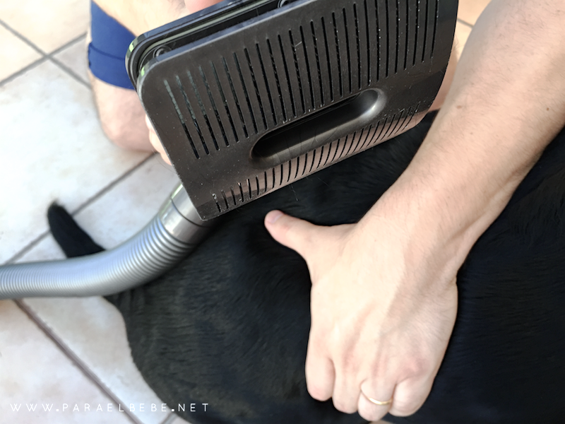 dyson-mascotas-cepillo-perro 142
