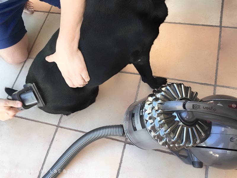 dyson-mascotas-cepillo-perro 144